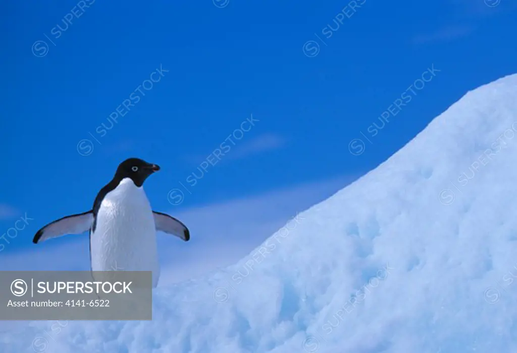 adelie penguin on iceberg pygoscelis adeliae antarctic peninsula