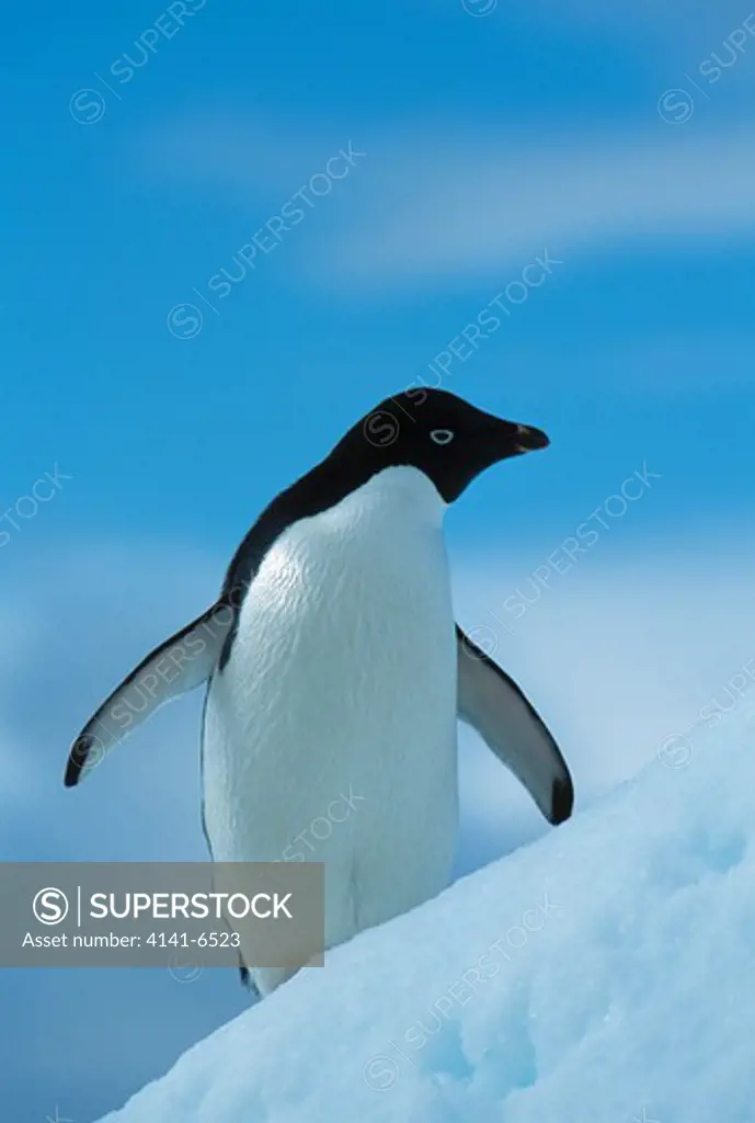 adelie penguin on iceberg pygoscelis adeliae antarctic peninsula 