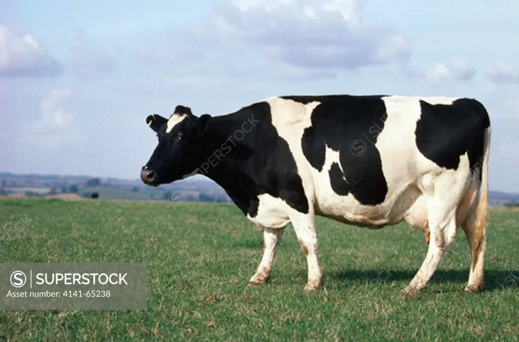 Friesian Cow, Oxfordshire