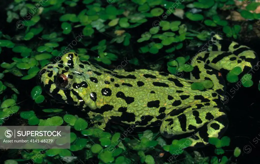 Fire-Bellied Toad, Bombina Orientalis, Camouflaged Amongst Duckweed.