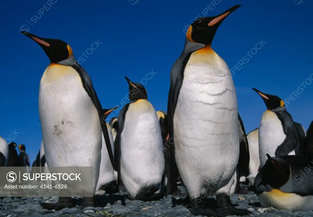king penguins aptenodytes patagonica salisbury plain, south georgia island, sub-antarctica 