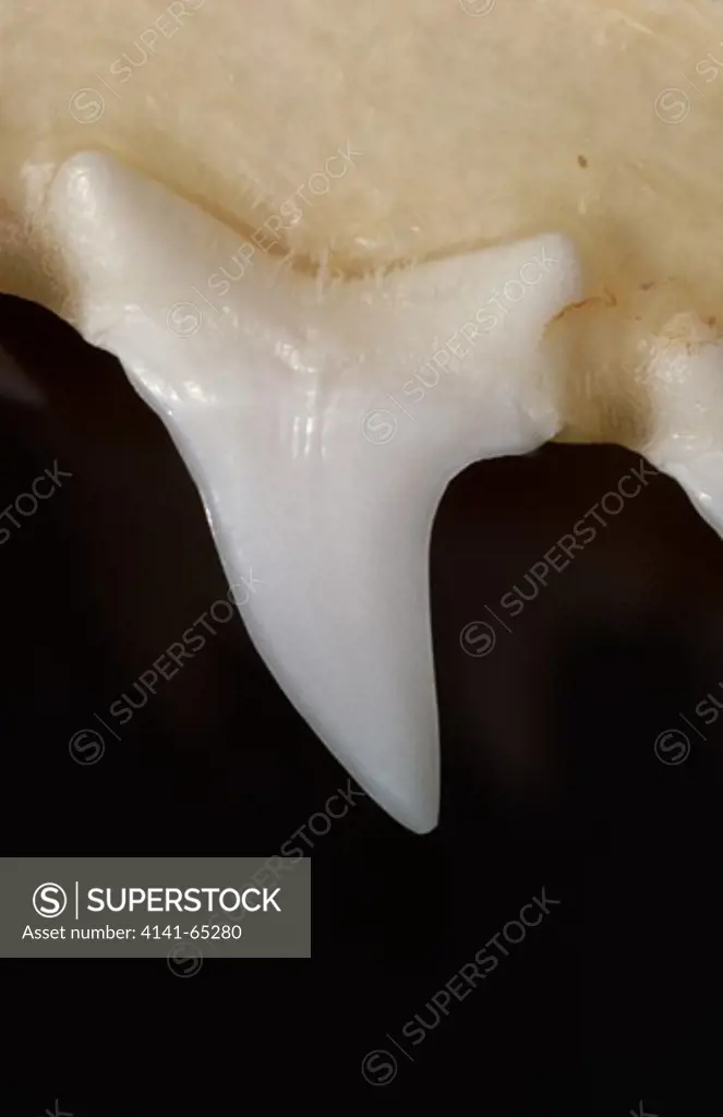 Mako Shark Tooth, Mako Shark Is, Isurus Oxyrinchus