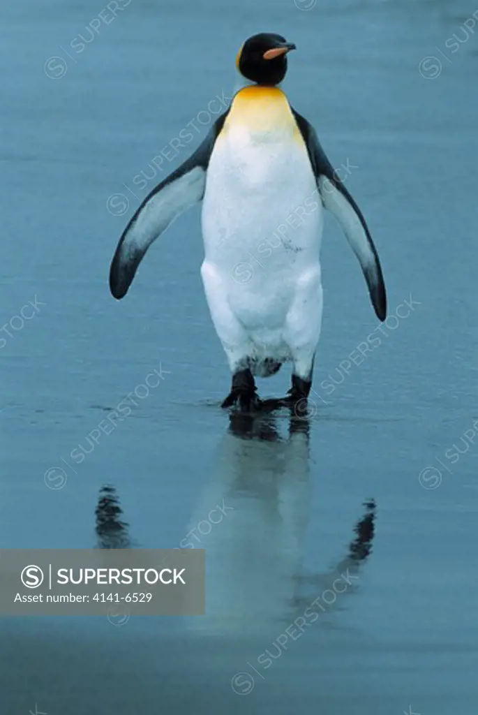 king penguin aptenodytes patagonicus salisbury plain, south georgia islands, south atlantic. 
