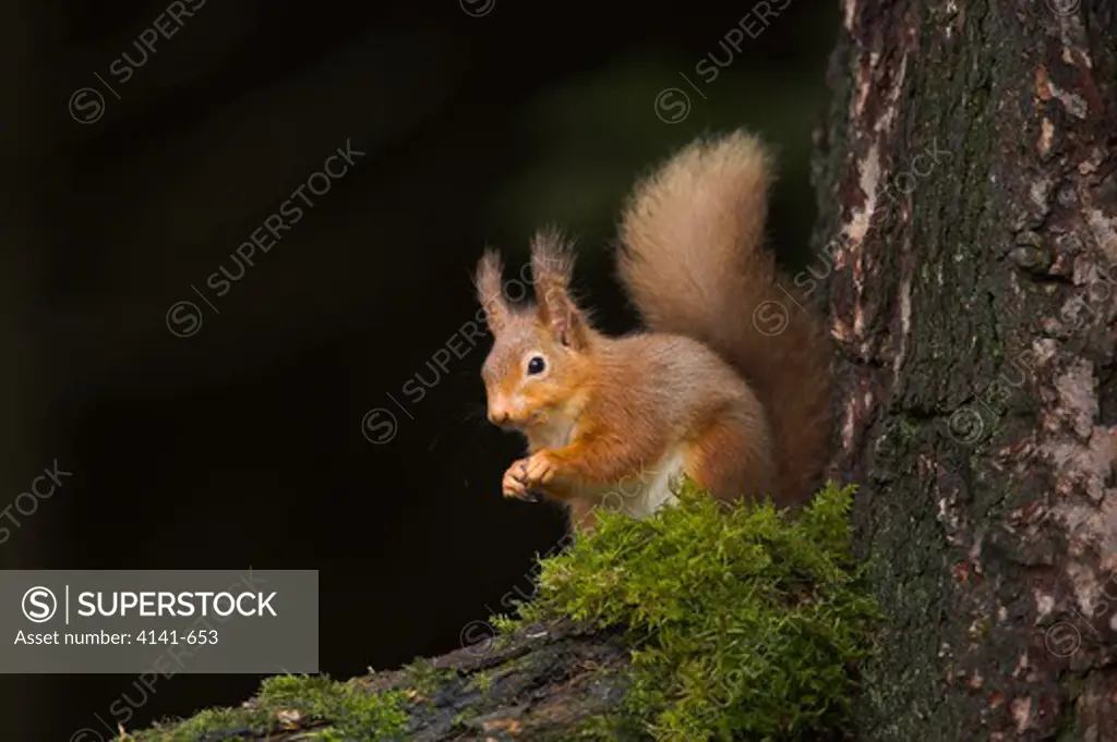 red squirrel sciurus vulgaris in forest scotland, uk