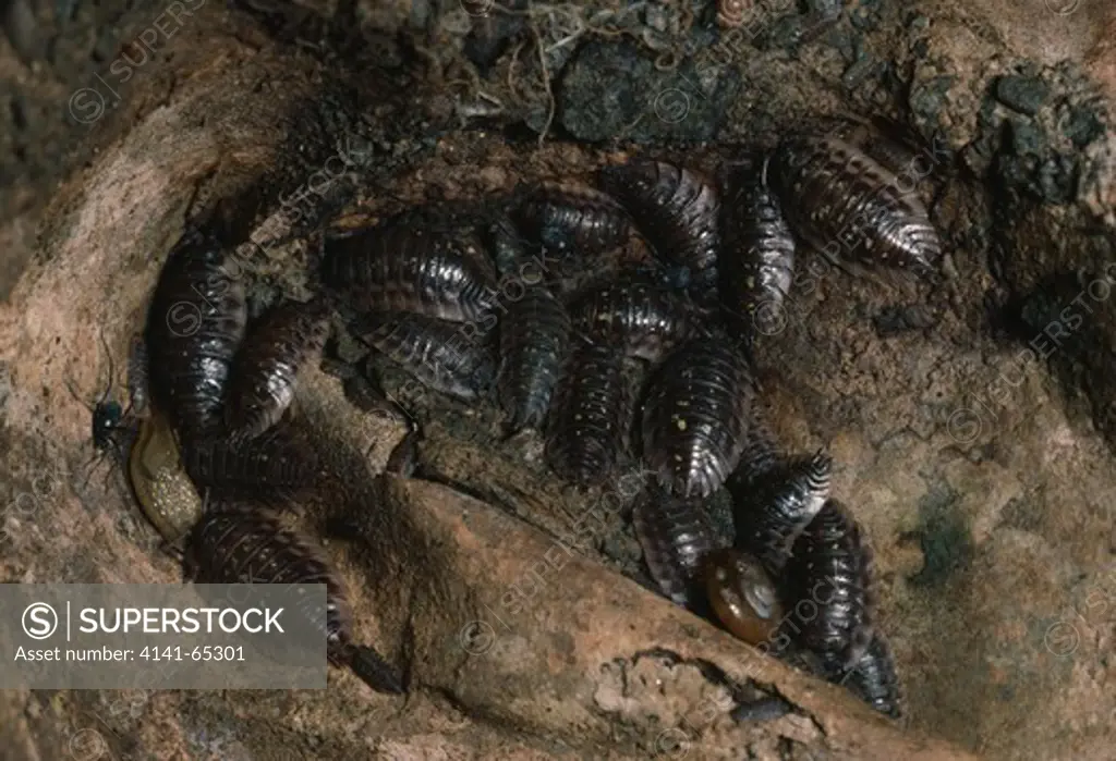 Woodlice Hibernating, Oniscus Sp., With Other Invertebrates
