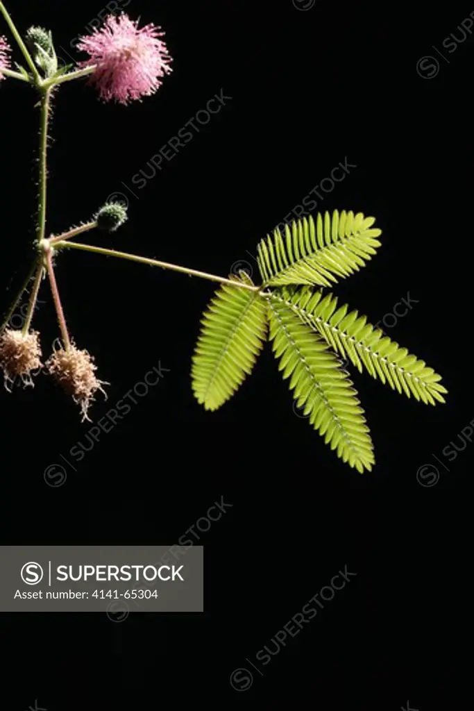 Sensitive Plant Leaves Extended, Mimosa Pudica, Thigmotropism-Close & Droop When, Touched Also Called Tactile Mimosa