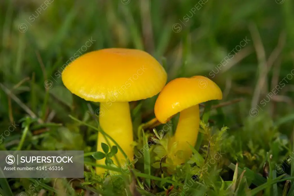 Yellow Wax Cap, Hygrocybe Ceracea, Peak District National Park, Uk