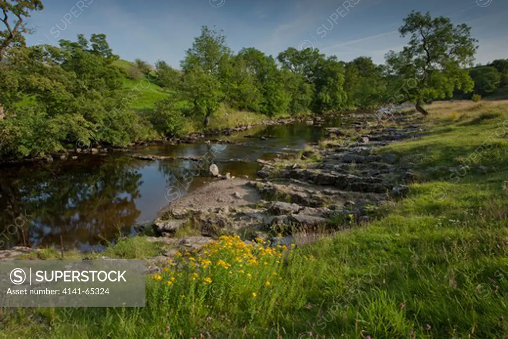 Gayle Beck, With St John'S Wort In Foreground, Yorkshire Dales National Park, United Kingdom