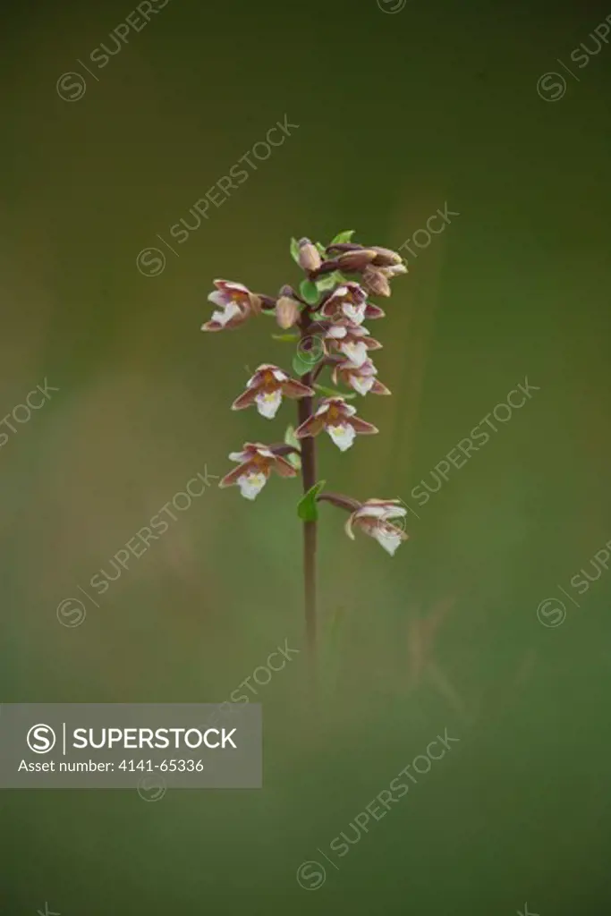 Marsh Helleborine, Epipactis Palustris