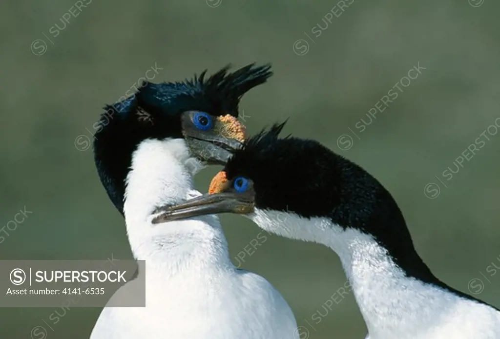 imperial cormorant pair phalacrocorax atriceps mutual grooming. new island, falkland islands. 