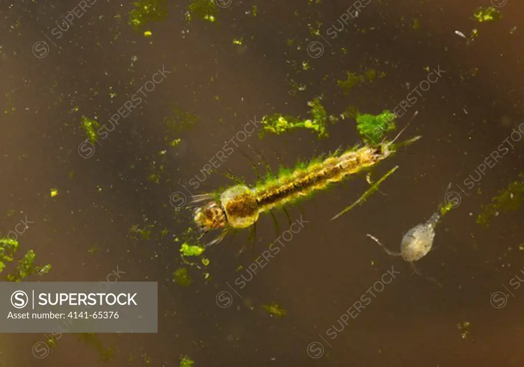 Mosquito Larva Amidst Its Usual Habitat Of Floating Debris With Algae, Insect Parts, Cyclops, Paramecium Etc
