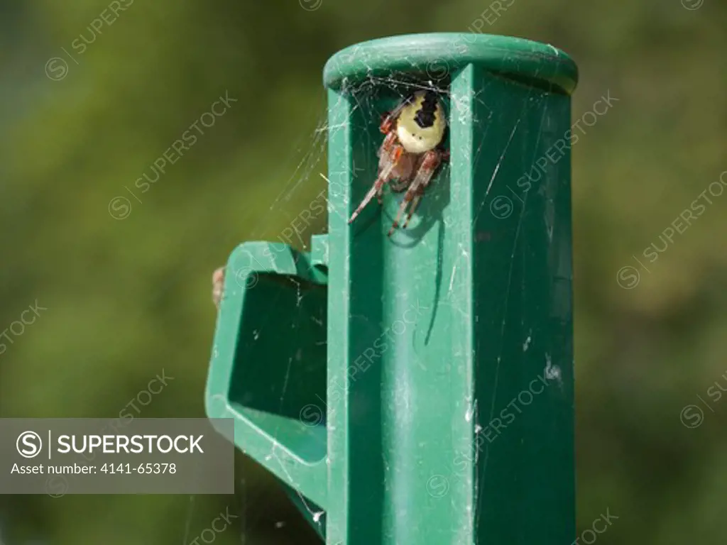 Orb-Weaver Spider, Araneus Marmoreus - Was Raja,  England