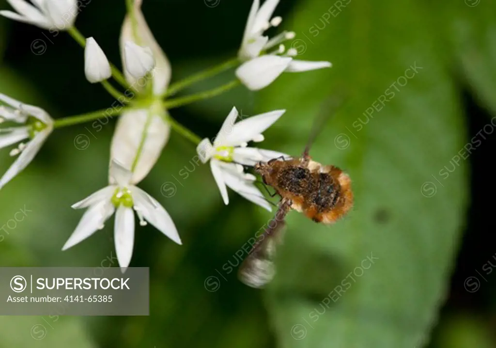 Beefly (Bombylius) At Ramsons/Wild Garlic