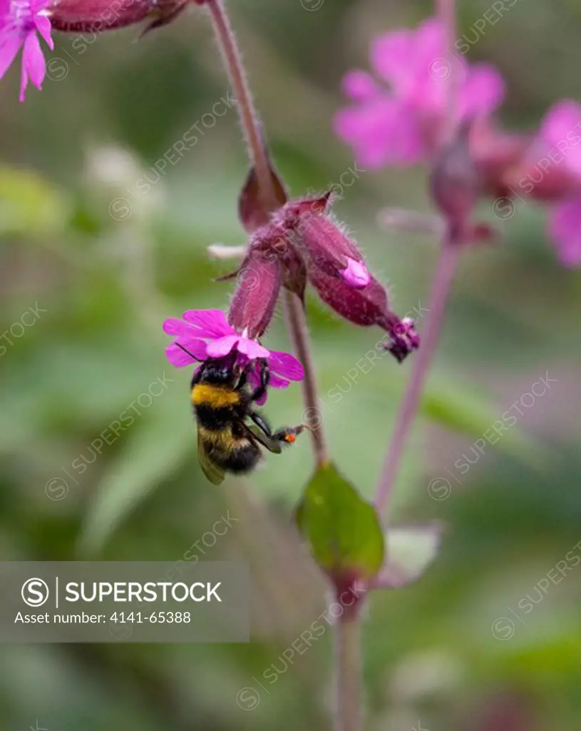 Buff-Tailed Bumblee Worker (Bombus Terrestris) On Red Campion