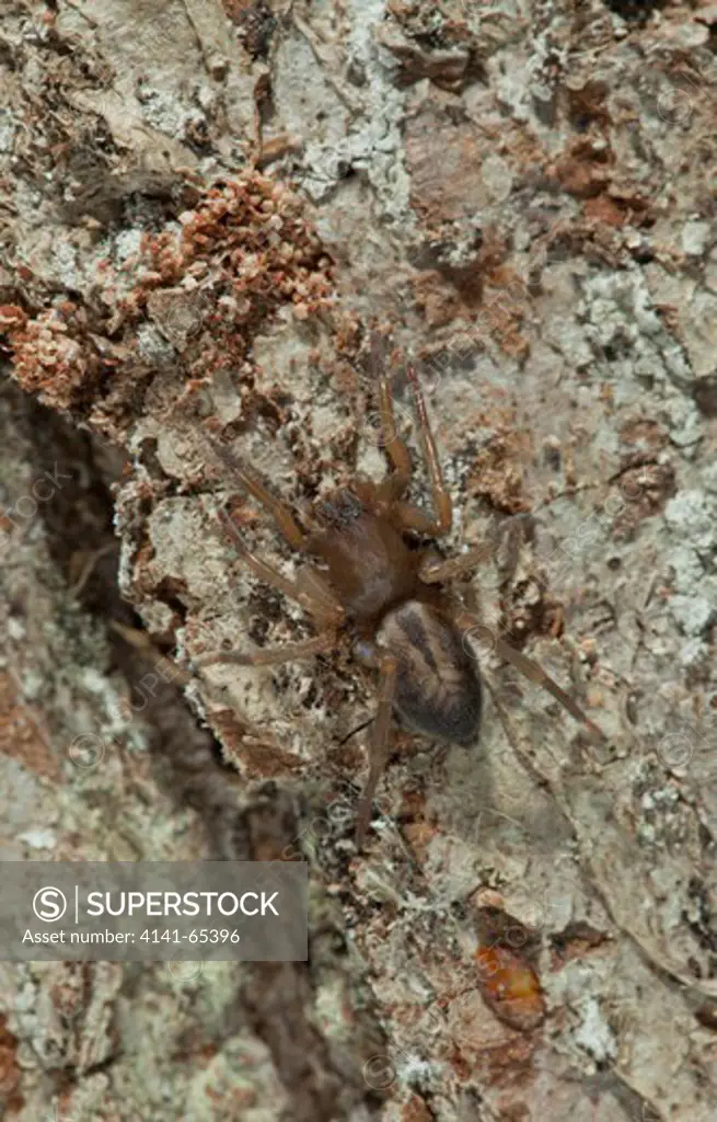 Bark Sac Spider (Clubiona Corticalis) Uk