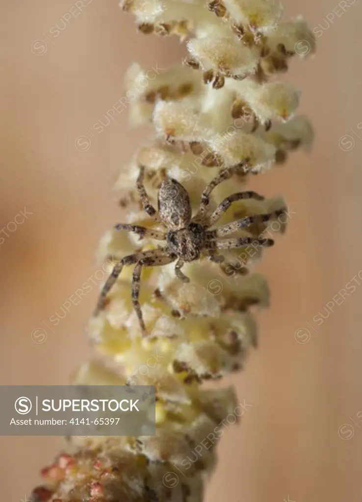 Crab Spider (Thomisidae)