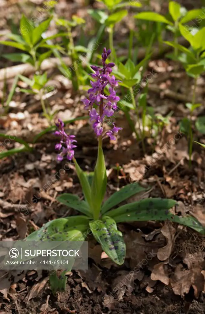 Early Purple Orchid (Orchis Masculas) Sussex, Uk