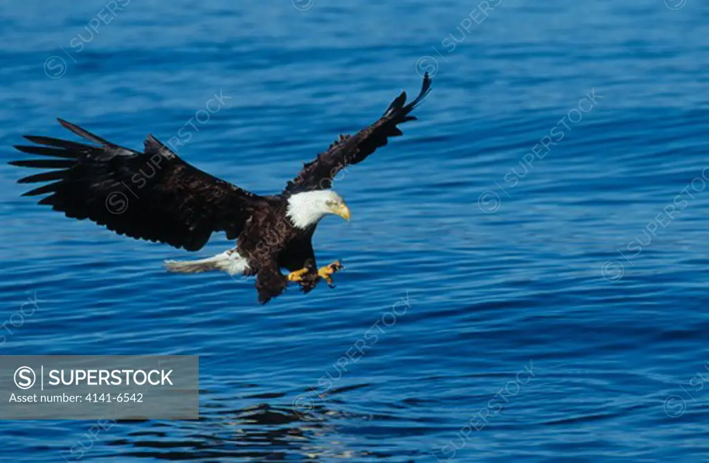 bald eagle haliaeetus leucocephalus in flight over water. alaska, usa.