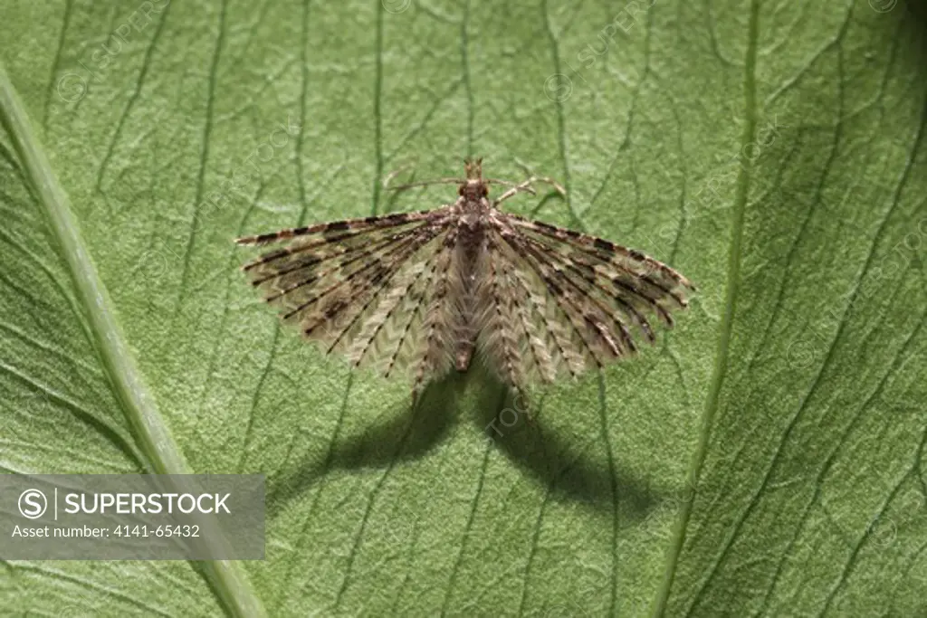 Many-Plumed Moth (Alucita Hexadactyla) Larva Feed On Honeysuckle