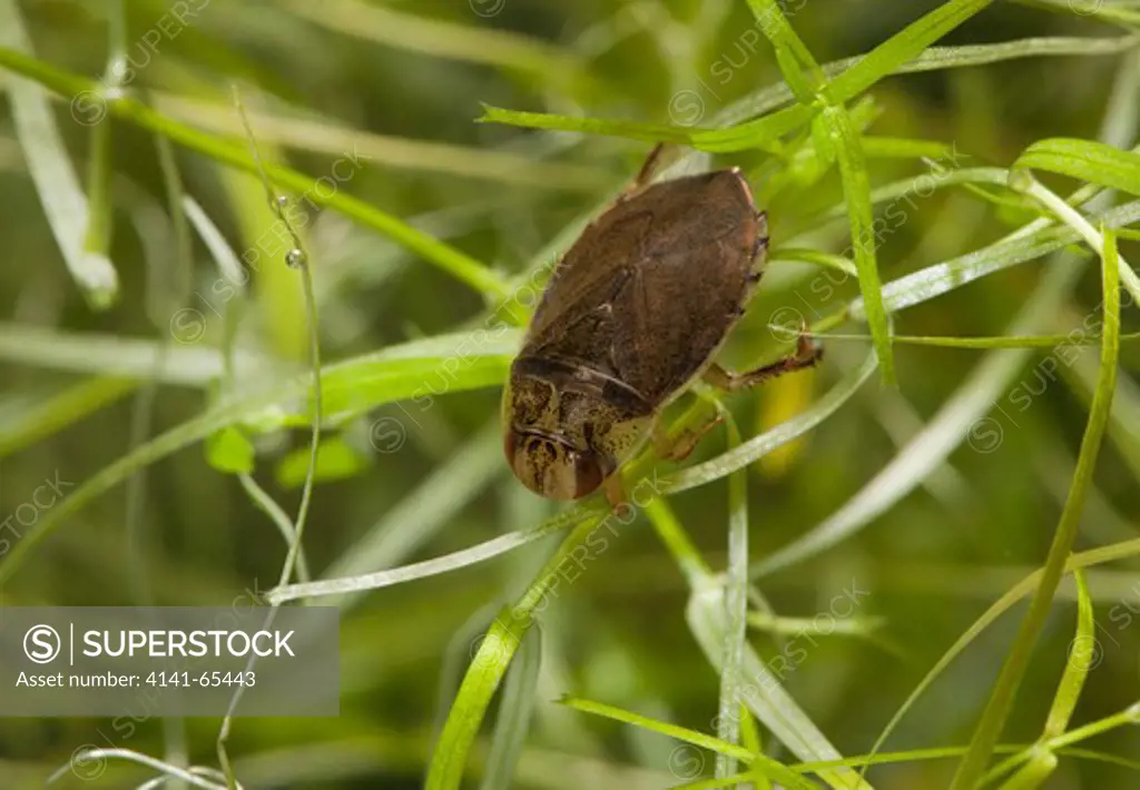 Saucer Bug (Ilyocoris Cimicoides) Sussex, Uk
