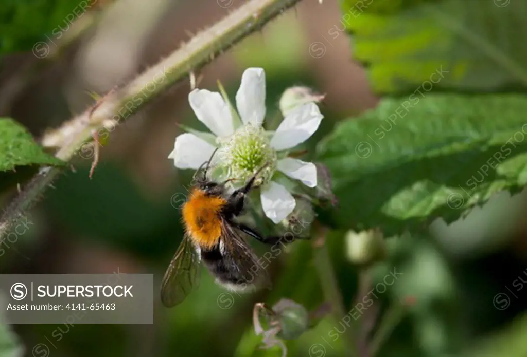 Tree Bumblebee (Bombus Hypnorum) On Blackberry Flower. First Recorded In Britain In 2001.