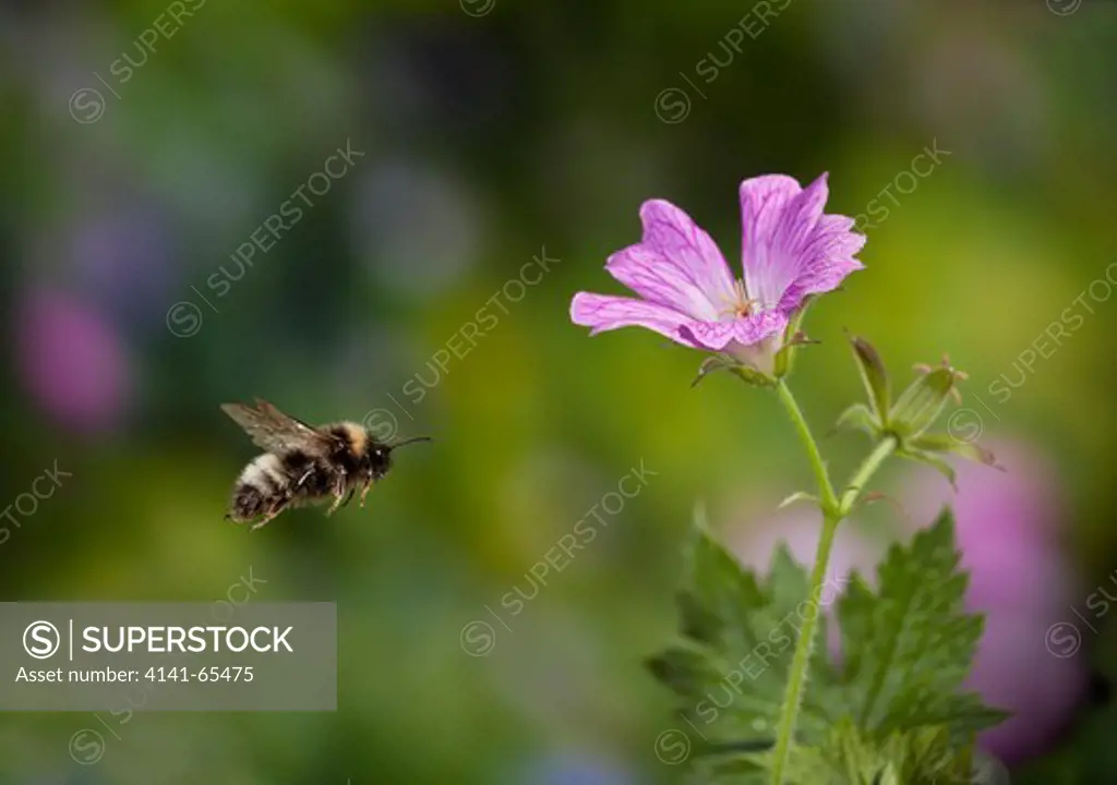Cuckoo Bumblebee (Psithyrus Vestalis) In Flight, Sussex, Uk
