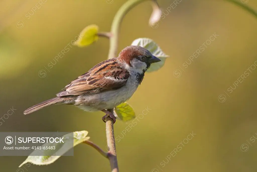 House Sparrow (Passer Domesticus) Male, Uk
