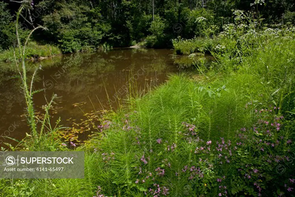 Woodland Pond, Weald Of Sussex June 2011 - Note Ragged Robin, Horse-Tail, Water Dropwort, Marsh Thistle, Buttercup And Speedwell.