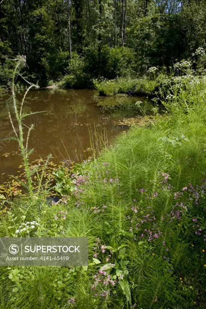 Woodland Pond, Weald Of Sussex June 2011 - Note Ragged Robin, Horse-Tail, Water Dropwort, Marsh Thistle, Buttercup And Speedwell.