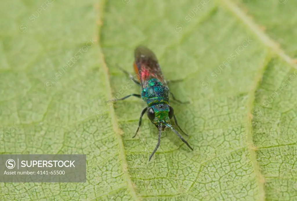 Ruby-Tailed Wasp (Chrisis Ignita) A Parasitic Wasp, Sussex, Uk