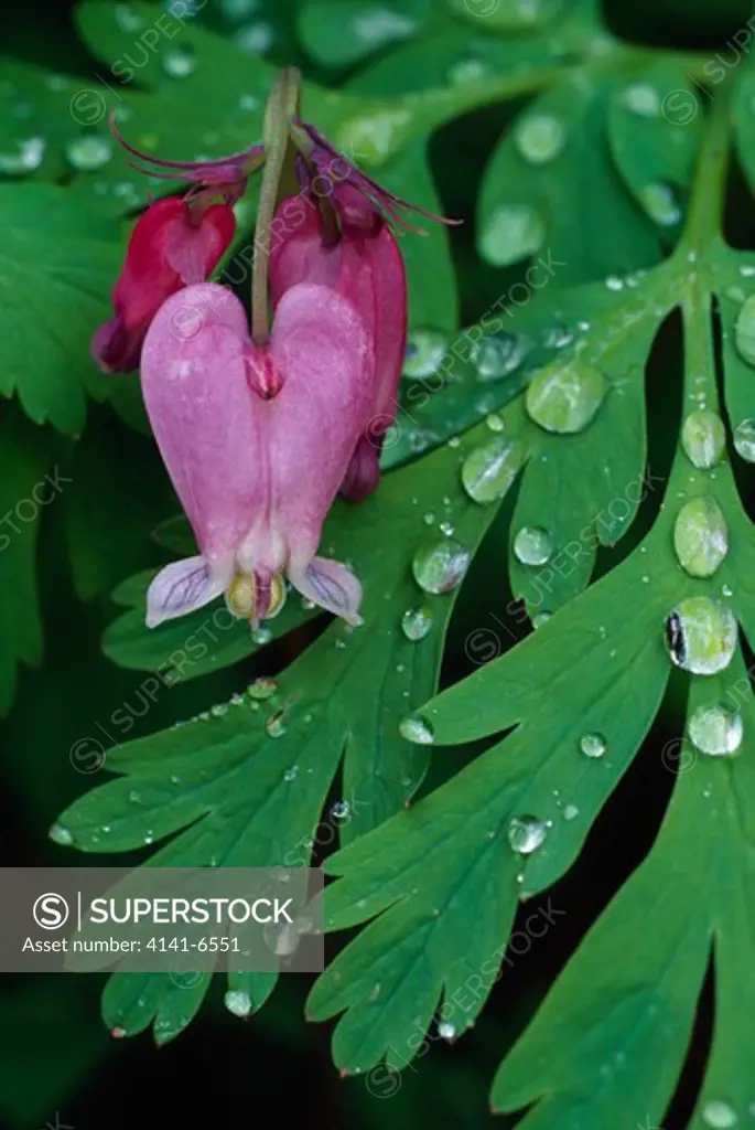 bleeding-heart with raindrops dicentra formosa mt hood national forest, oregon, usa spring