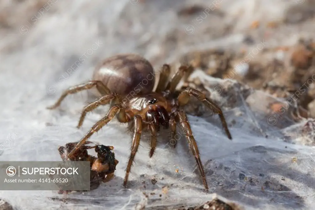 Trapdoor Spider Paraembolides grayi Common spider from Eastern Australia Builds silken web beneath rocks and logs