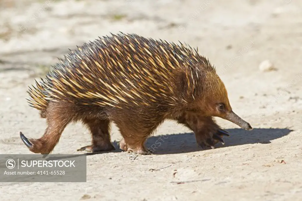 Short-Beaked Echidna  Tachyglossus aculeatus One of two species of monotremes to be found in Australia Feeds on termites which it digs up with it's powerful claws.