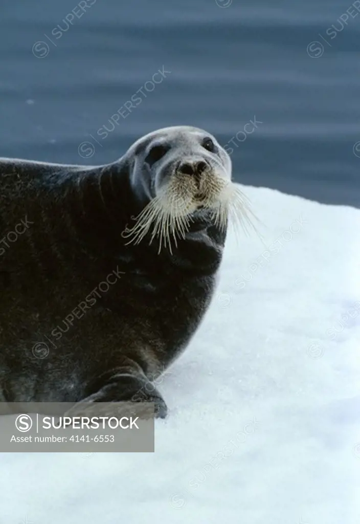 bearded seal on ice floe, close-up erignathus barbatus
