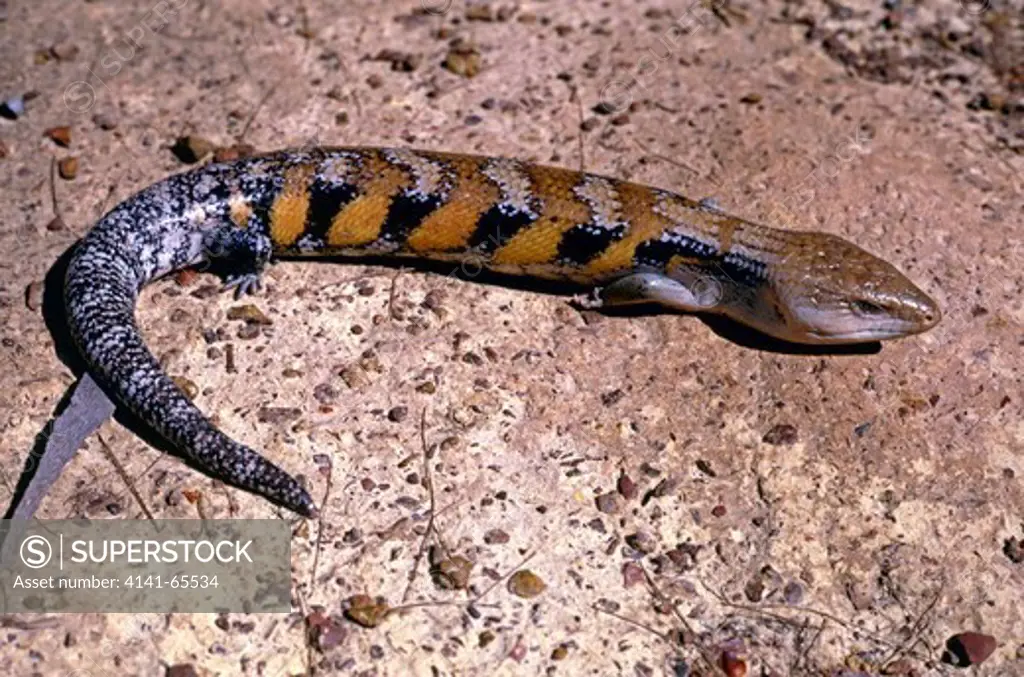 Northern Blue-tongue Lizard Tiliqua scincoides intermedia Large skink from Northern Australia