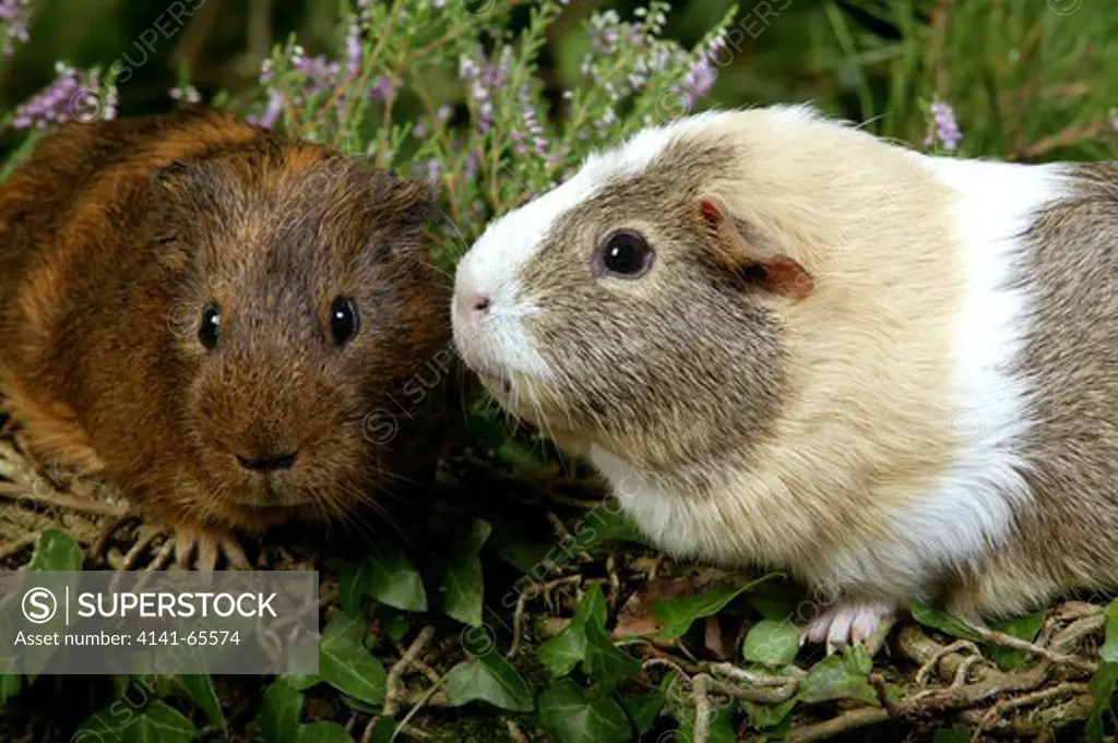 Guinea Pig, cavia porcellus, Adults standing in Heaters