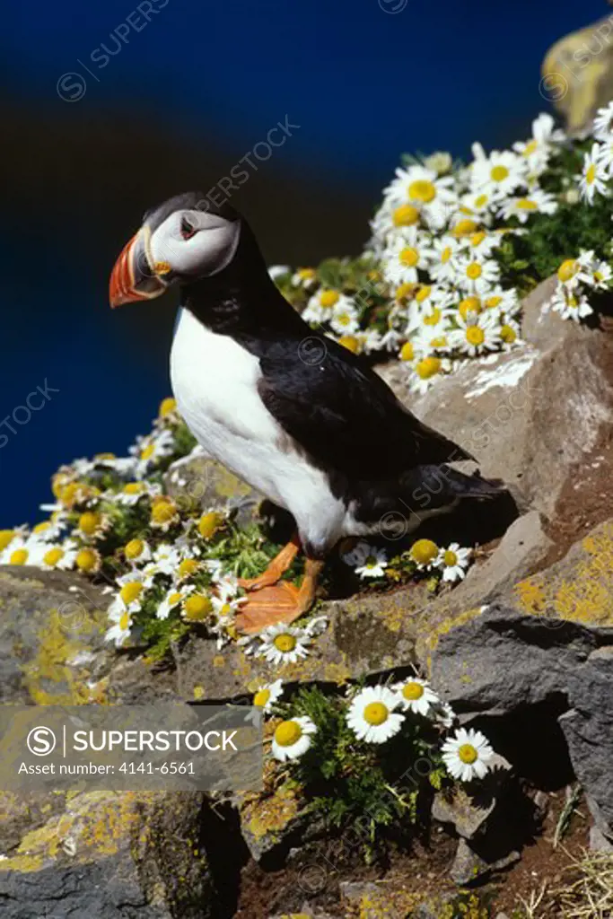 puffin on cliff fratercula arctica amongst oxeye daisies
