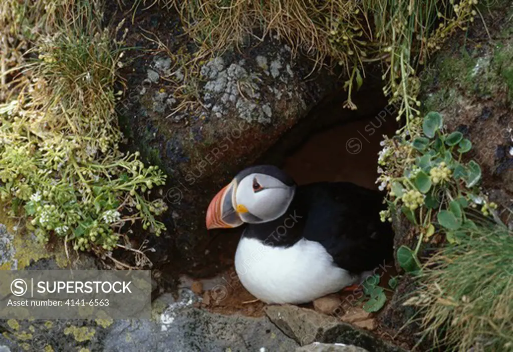 puffin fratercula arctica in entrance to nest burrow