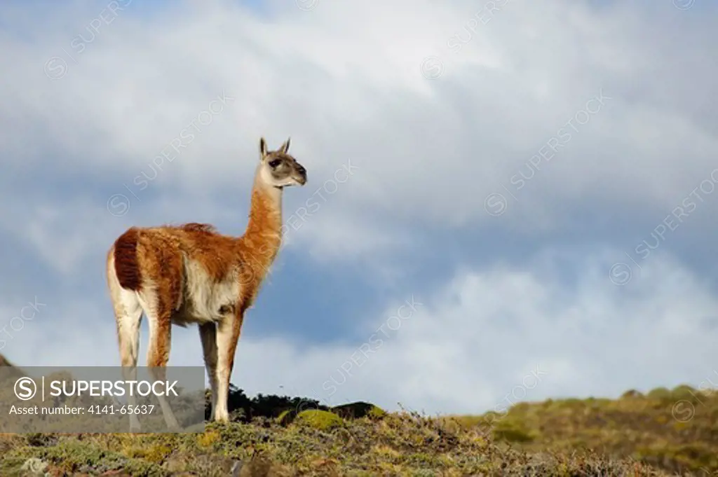 Guanaco, Lama guanicoe, Torres del Paine National Park, Chile.  The guanaco is native to the arid, mountainous regions of South America.  The adult stands between 3.5 and 4 feet at the shoulder and weighs about 200 pounds.