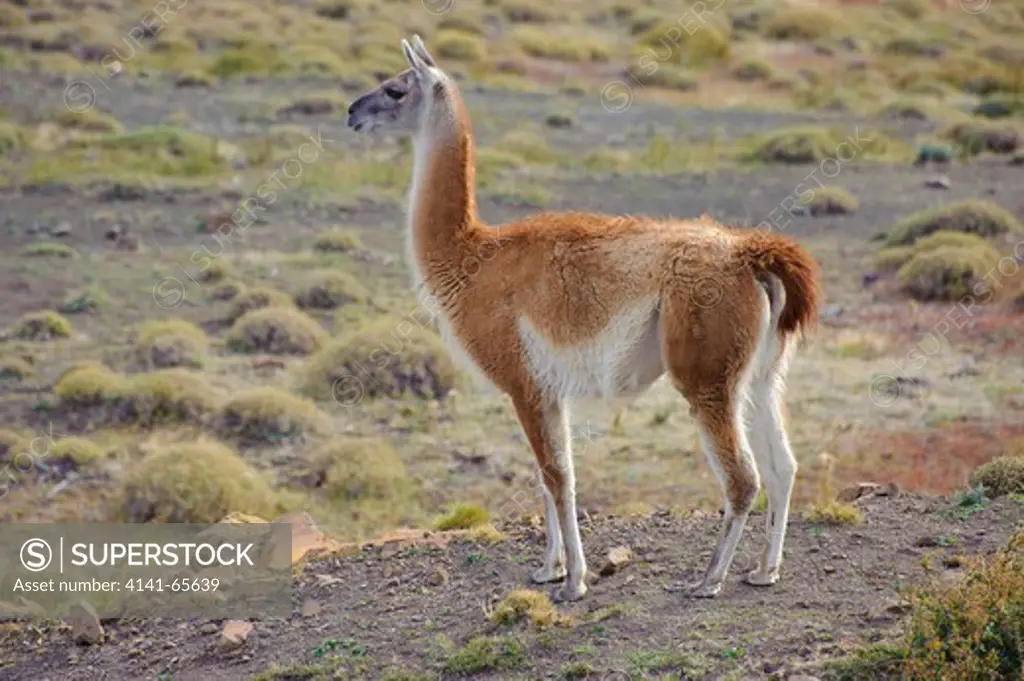 Guanaco, Lama guanicoe, Torres del Paine National Park, Chile.  The guanaco is native to the arid, mountainous regions of South America.  The adult stands between 3.5 and 4 feet at the shoulder and weighs about 200 pounds.