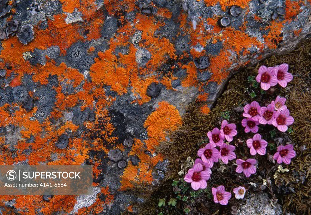 purple saxifrage in flower saxifraga oppositifolia in crevice of lichen-covered rock svalbard, norwegian arctic