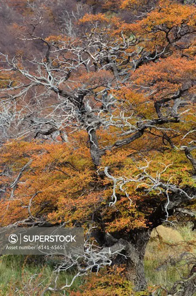 Nothofagus beech tree in autumn, Los Glaciares National Park, Argentina.  Los Glaciares National Park is located in the area known as the Austral Andes in the Patagonia area of southern Argentina.  It is a UNESCO ÄúWorld HeritageÄù site.