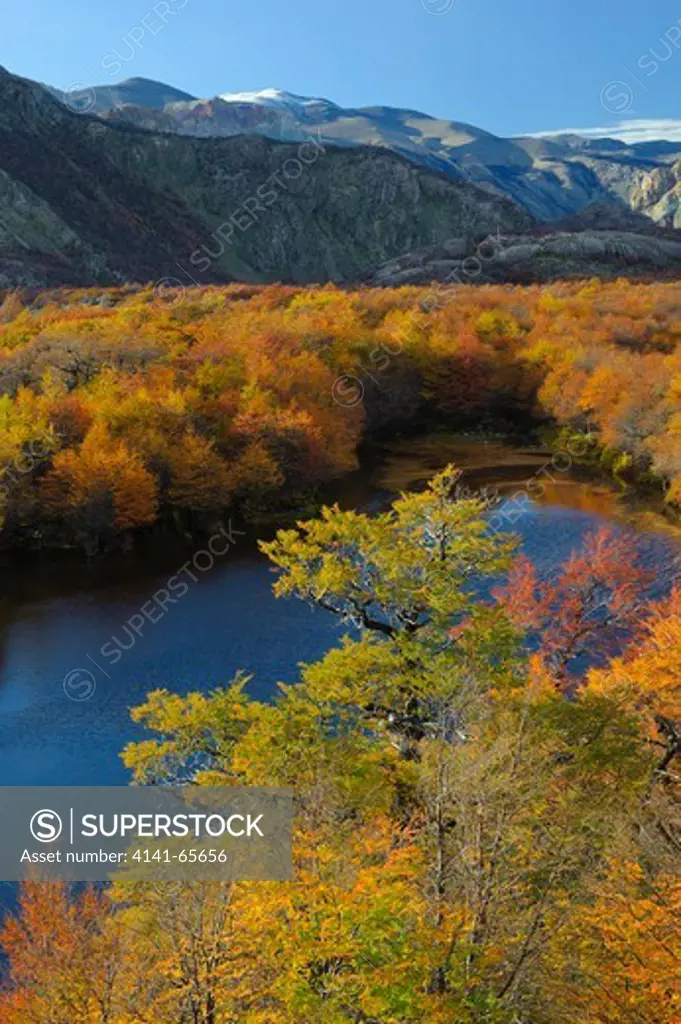 Autumn color of nothofagus beech trees,  Los Glaciares National Park, Argentina.  Los Glaciares National Park is located in the area known as the Austral Andes in the Patagonia area of southern Argentina.  It is a UNESCO ÄúWorld HeritageÄù site.