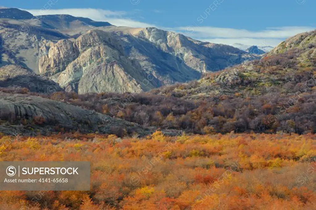 Autumn color of nothofagus beech trees,  Los Glaciares National Park, Argentina.  Los Glaciares National Park is located in the area known as the Austral Andes in the Patagonia area of southern Argentina.  It is a UNESCO ÄúWorld HeritageÄù site.