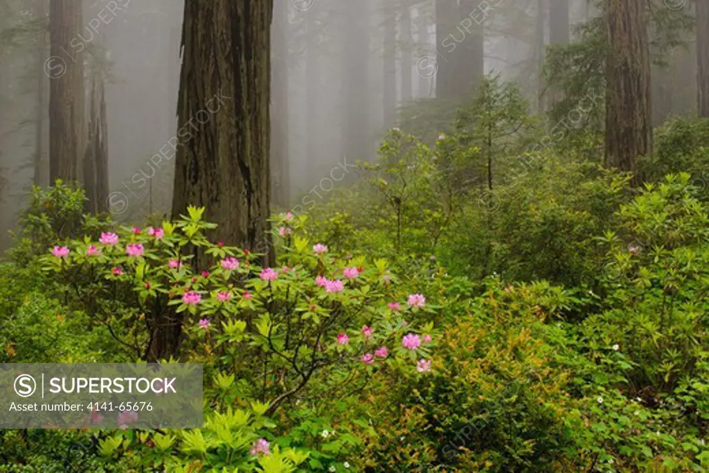 Rhododendron (Rhododendron macrophyllum) and redwood trees, in Del Norte State Park, part of Redwoods National Park, California.