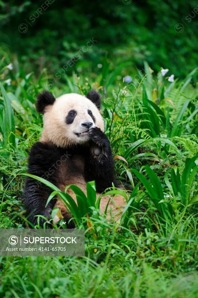 Giant panda, Ailuropoda melanoleuca, Bifengxia Panda Center, Sichuan Province, China.