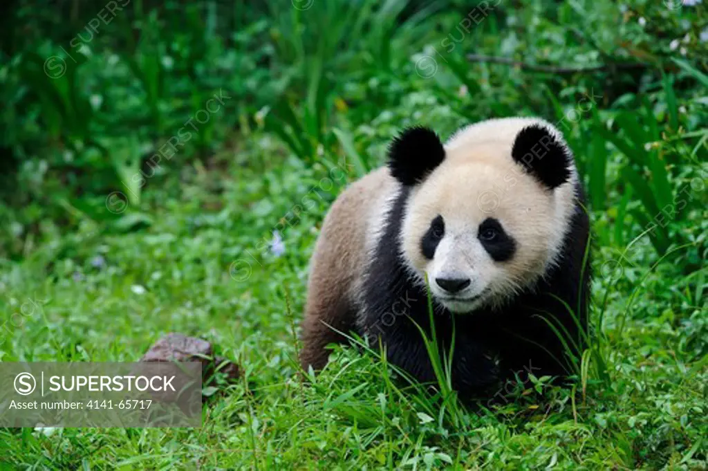 Giant panda, Ailuropoda melanoleuca, Bifengxia Panda Center, Sichuan Province, China.