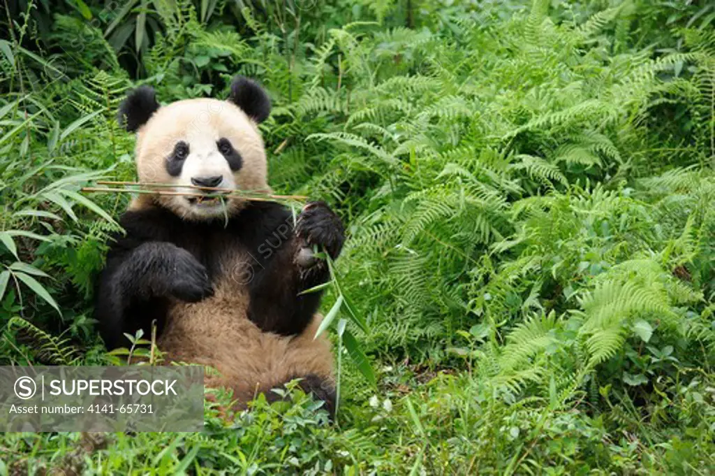 Giant panda with bamboo, Ailuropoda melanoleuca, Bifengxia Panda Center, Sichuan Province, China.