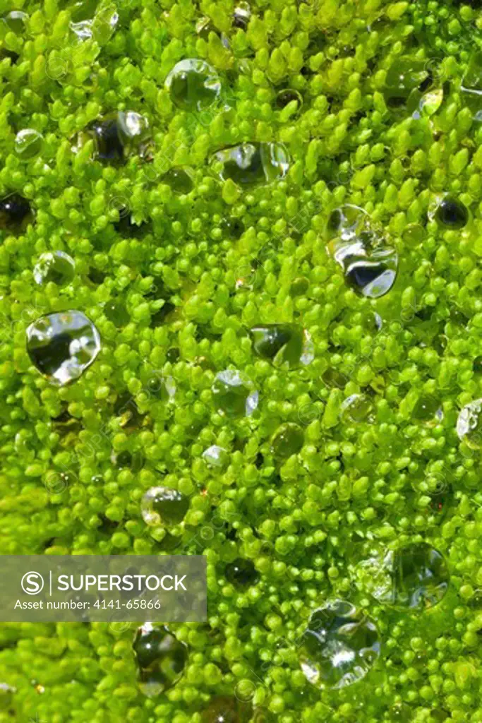 Water drops from the dancing spray of an alpine stream, with the drops resting atop a bed of moss high in Royal Basin, a cirque in Olympic National Park, Washington State, USA.