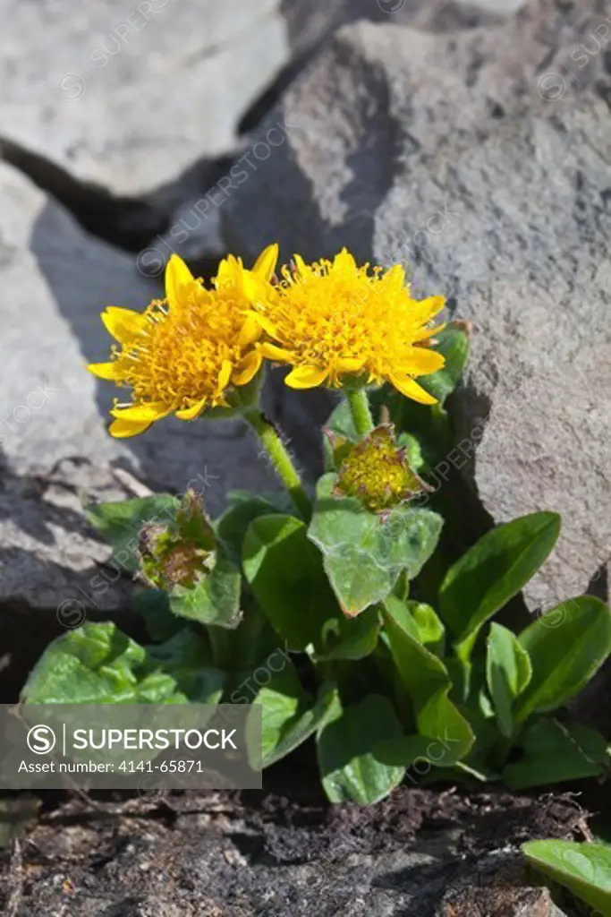 Yellow wildflower (probably Olympic Mountain Ragwort, Senecio newwebsteri, an endemic to the Olympic Mountains) above timberline growing in talus in the cirque known as Royal Basin, Olympic National Park, Washington State, USA.